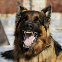 furious dog furious dog