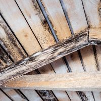 Leaky Roof And Toxic Mold Liability