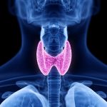 Thyroid Thyroid