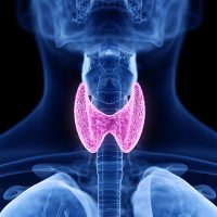 Thyroid Thyroid