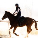 HorseShow HorseShow